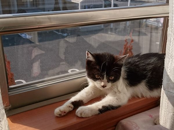 猫嫌いな大人猫とも上手くお付き合いする子猫