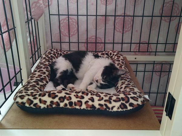 東海地方（愛知三重岐阜）犬猫保護ボラグループアニサポ里親募集保護猫