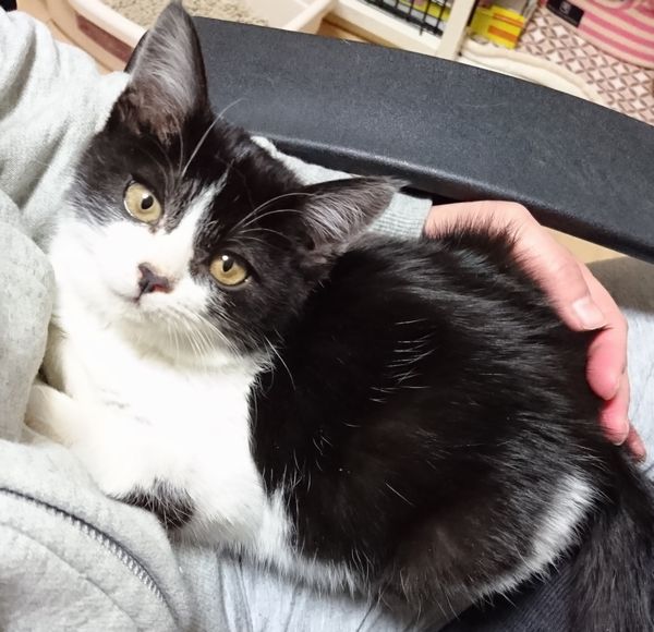 抱っこは嫌い、でも膝には乗ってくる気まぐれ子猫