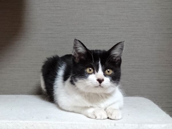 黒白ハチワレ子猫の模様を観賞して楽しんでみた