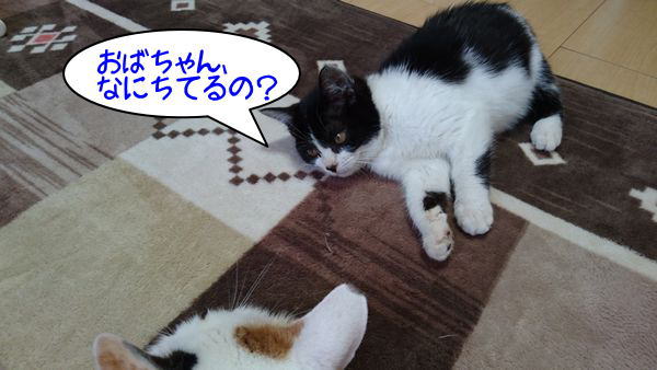 初めてのブラッシング、子猫は何でも興味津々