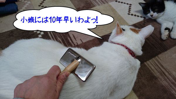 子猫が初めてのブラッシングをされるまでの画像