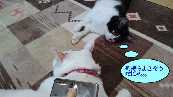 子猫が初めてのブラッシングをされるまでの画像