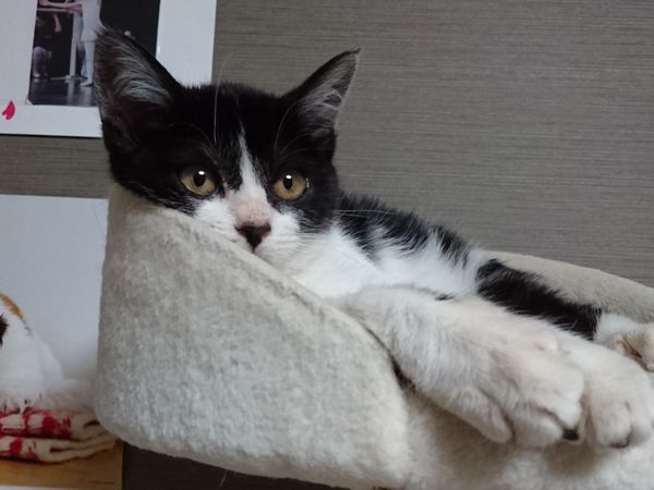 ちょっと毛長の子猫、毛繕いに精を出した結果…
