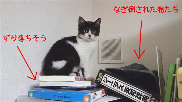 東海地方（愛知三重岐阜）犬猫保護ボラグループアニサポ里親募集保護猫