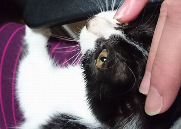 ぽんぽこタヌキ娘でも運動能力は高い子猫