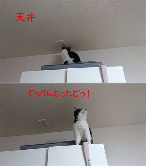 東海地方（愛知三重岐阜）犬猫保護ボラグループアニサポ里親募集保護猫