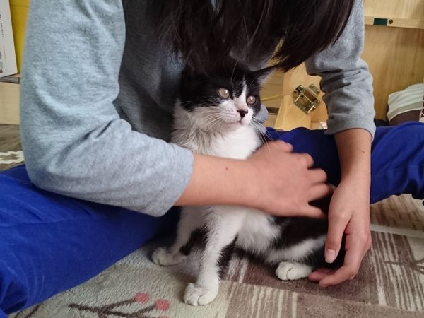 子猫の食欲どこまでも【ノーカット動画】
