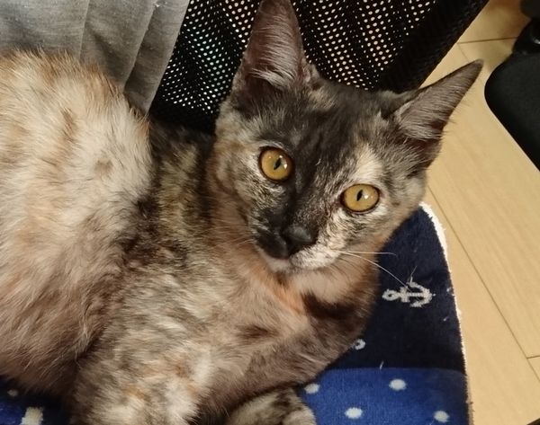 アニサポ保護猫 アッシュ系サビ猫の「あや子ちゃん」