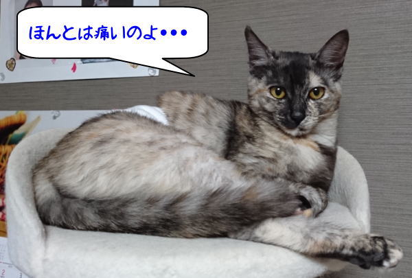 痛みに強い猫弱い猫、それぞれの個性