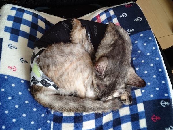 サビ猫あや子ちゃんの全貌が明らかに！