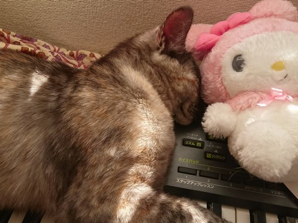東海地方（愛知三重岐阜）犬猫保護ボラグループアニサポ里親募集保護猫