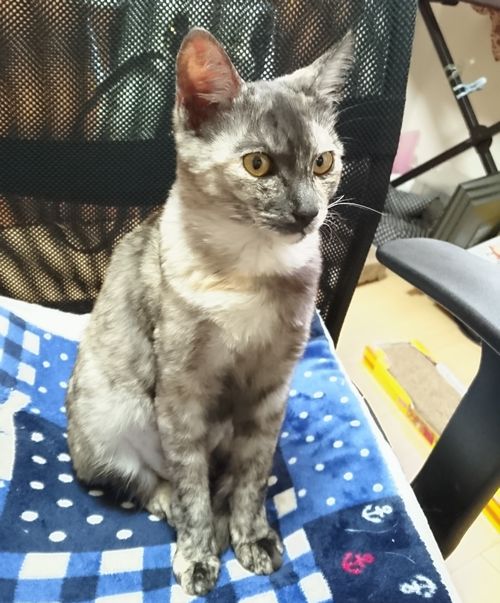 遊んだ後はスヤスヤお昼寝タイム、まだまだ子猫のあや子ちゃん