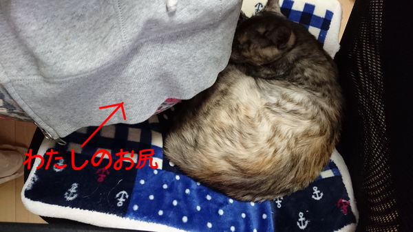東海地方（愛知三重岐阜）犬猫保護ボラグループアニサポ里親募集保護猫