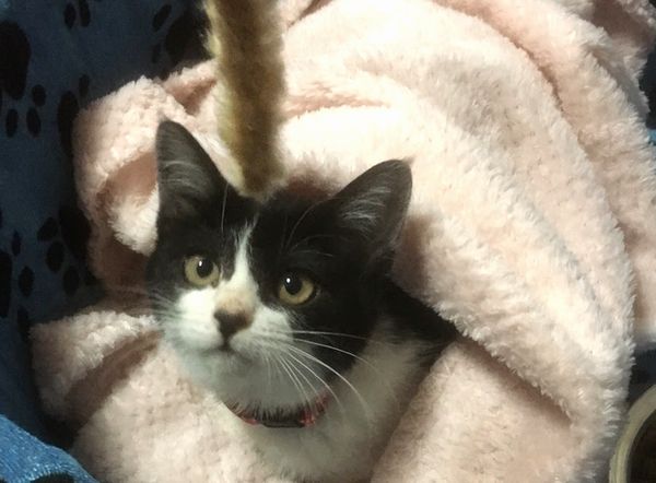 黒白子猫の成美ちゃん、正式譲渡のご報告