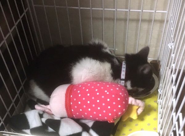 東海地方（愛知三重岐阜）犬猫保護ボラグループアニサポ里親募集保護猫成美ちゃん