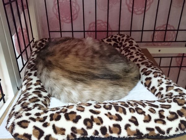 ２月アニサポ犬猫の定例譲渡会、あや子ちゃん参加しますよー♪