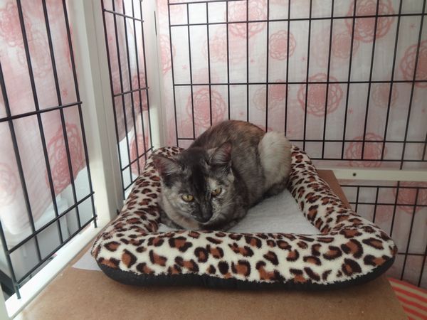 アニサポ犬猫の定例譲渡会ありがとうございました