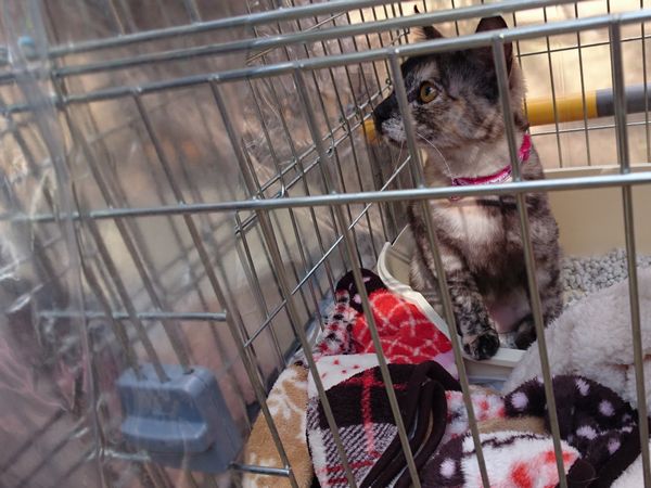 東海地方（愛知三重岐阜）犬猫保護ボラグループアニサポ里親募集保護猫