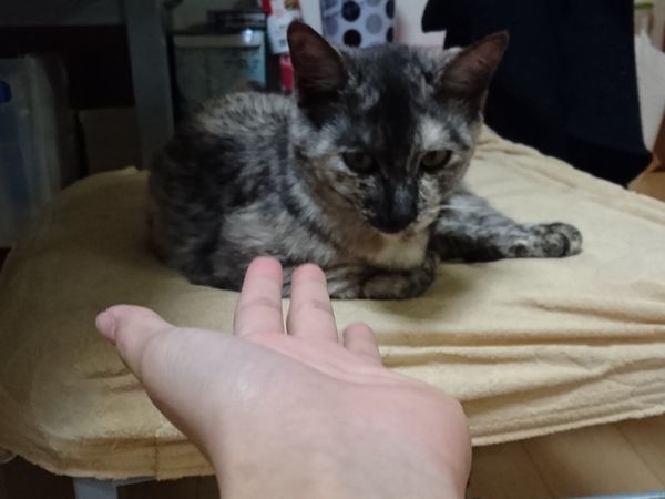 東海地方（愛知三重岐阜）犬猫保護ボラグループアニサポ里親募集保護猫
