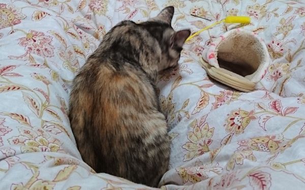 猫スキルの高い少女猫のあや子ちゃん