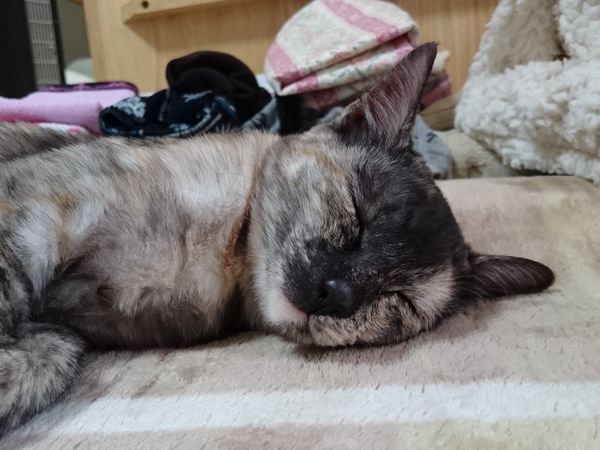 東海地方（愛知三重岐阜）犬猫保護ボラグループアニサポ里親募集保護猫