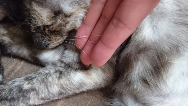 東海地方（愛知三重岐阜）犬猫保護ボラグループアニサポ里親募集保護猫