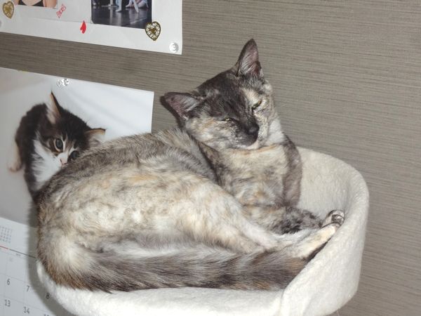 東海地方（愛知三重岐阜）犬猫保護ボラグループアニサポ里親募集保護猫（サビ猫）