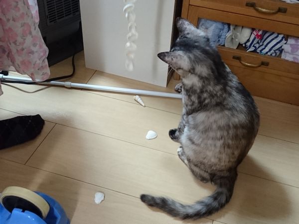 東海地方（愛知三重岐阜）犬猫保護ボラグループアニサポ里親募集保護猫