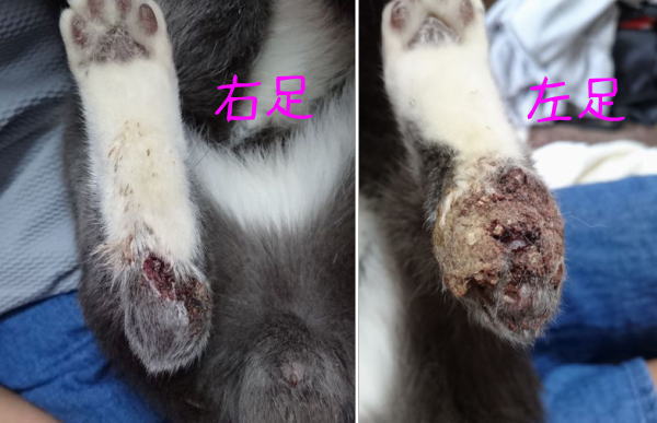 東海地方（愛知三重岐阜）犬猫保護ボラグループアニサポ里親募集保護猫負傷猫