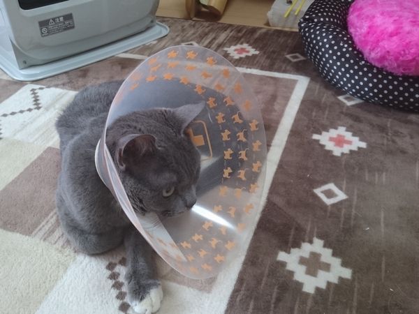 東海地方（愛知三重岐阜）犬猫保護ボラグループアニサポ里親募集保護猫