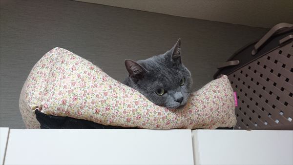 猫が思うほど人間は暇じゃないのだよ