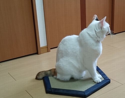 しっぽの短い猫すあま嬢