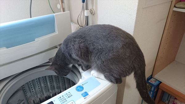 洗濯機をのぞく猫
