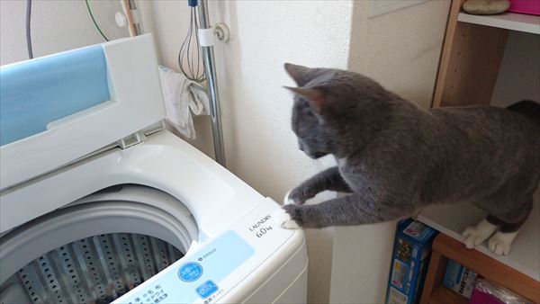 洗濯機をのぞく猫