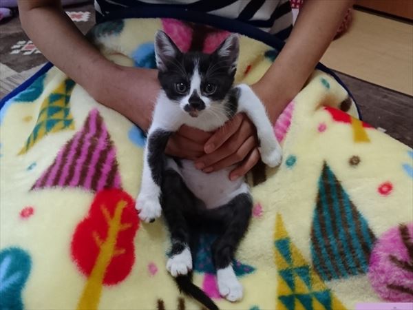 東海地方（愛知三重岐阜）犬猫保護ボラグループアニサポ里親募集保護猫