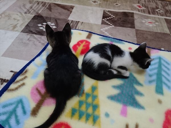 おしょうゆだけど猫だもん、縞々ラブリーお嬢さん【動画あり】