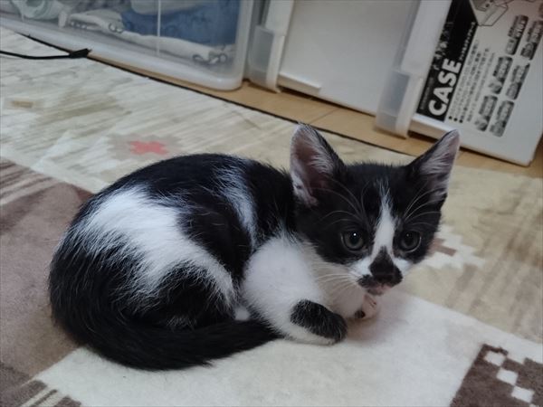 子猫ねこねこ、おチビちゃんがやってきたー♪