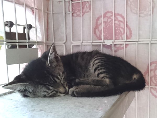 東海地方（愛知三重岐阜）犬猫保護ボラグループアニサポ里親募集保護猫