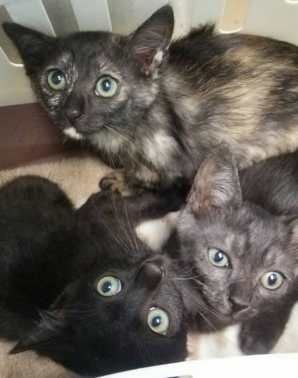 新入り子猫3兄妹、胃腸炎治療から始まる預かり生活