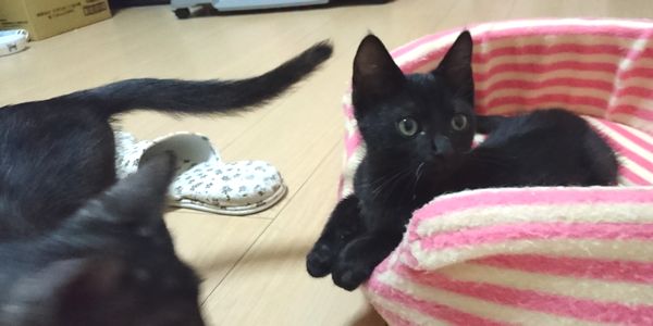 東海地方（愛知三重岐阜）犬猫保護ボラグループアニサポ里親募集保護猫