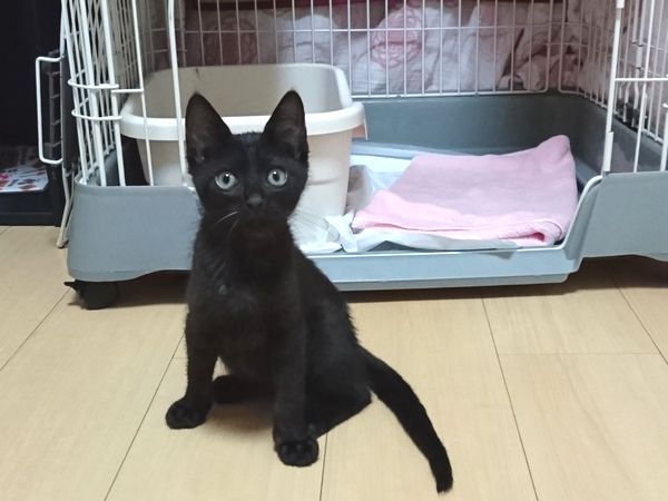 黒猫のノニ君、マイペースな子猫なのかも？【滞在5日目】