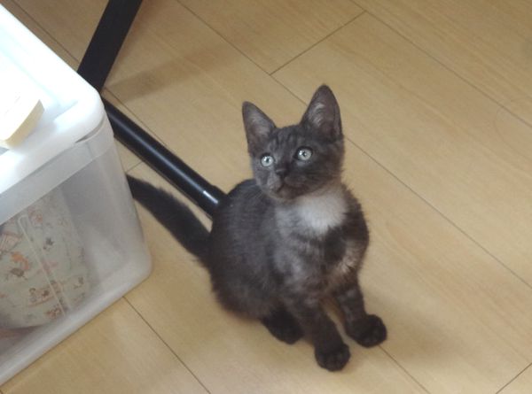 ブラックスモークの子猫