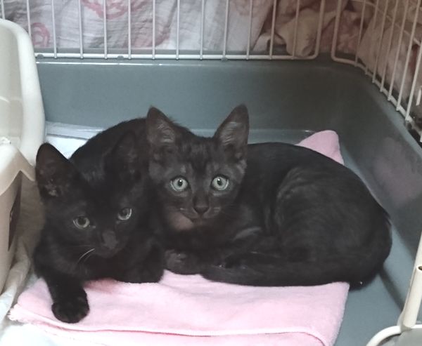 ３兄妹子猫ルイボス