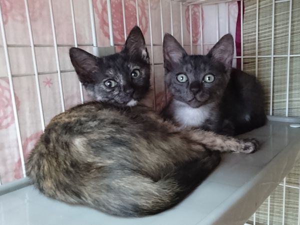 ブラックスモークオスの子猫