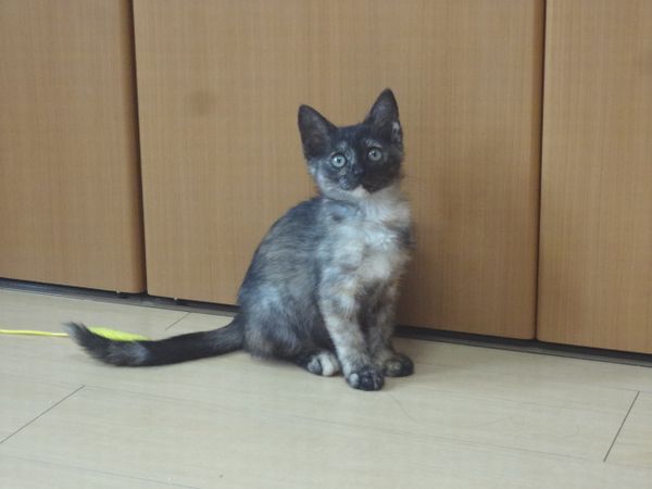 東海地方（愛知三重岐阜）犬猫保護ボラグループアニサポ里親募集保護猫