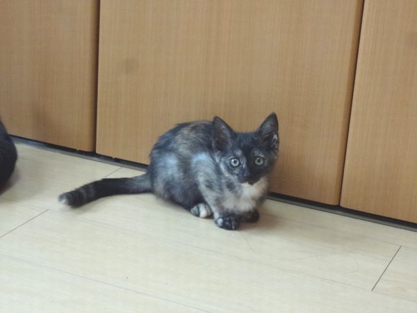 東海地方（愛知三重岐阜）犬猫保護ボラグループアニサポ里親募集保護猫