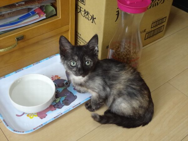 東海地方（愛知三重岐阜）犬猫保護ボラグループアニサポ里親募集保護猫