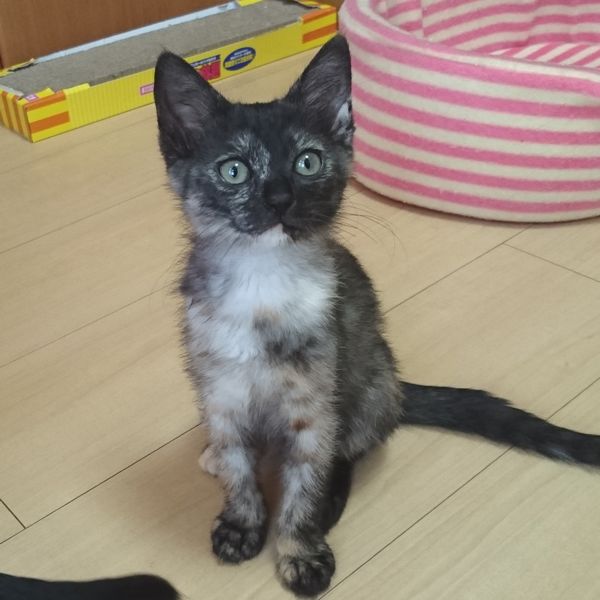 兄弟に一目置かれるサラシアちゃん、サビ猫はやっぱり賢いのだ