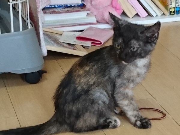 東海地方（愛知三重岐阜）犬猫保護ボラグループアニサポ里親募集保護猫